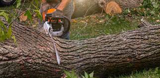 Best Palm Tree Trimming  in Ocean Ridge, FL