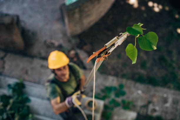Best Tree Maintenance Programs  in Ocean Ridge, FL