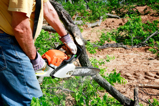 Best Tree Health Inspection  in Ocean Ridge, FL